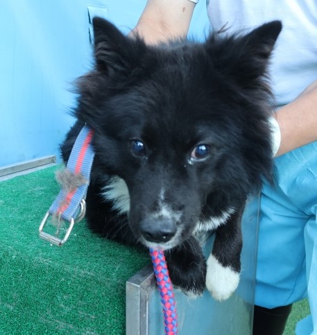 종료(반환) 믹스견…